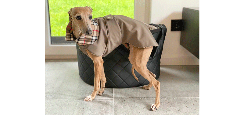 Canisenti Winhundshirt